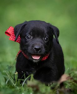 Black Lab Pup 10