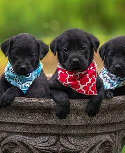 Black Lab Pups 8