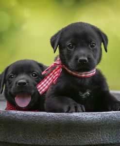 Black Lab Pups 9