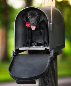 Black Lab Special Delivery