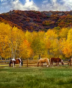 Colorado Farm