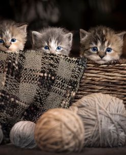 Kittens In A Basket