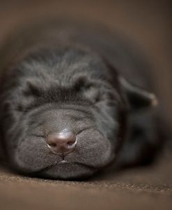 Black Lab Pup Newborn