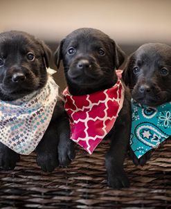 Black Lab Pups 2