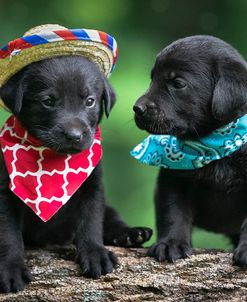 Black Lab Pups 5