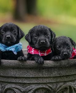 Black Lab Pups 7