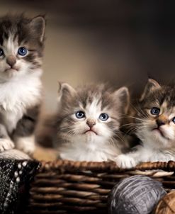 Three Kittens