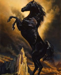 Black Stallion