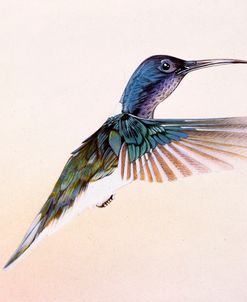 Hummingbird