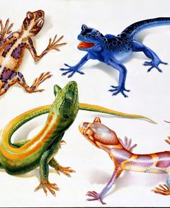 Lizards