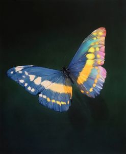 Rainbow Butterfly