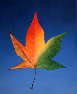 Rainbow Leaf