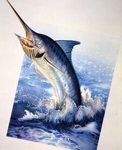 Sailfish