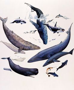 Whales