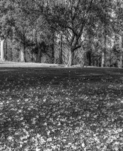 Park In Monochrome