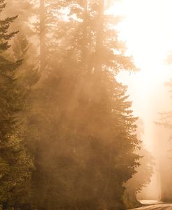 Road Through The Trees