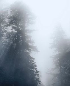 Redwoods Monochrome