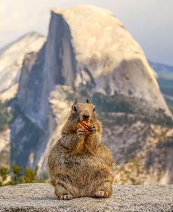 Squirrel And Half Dome