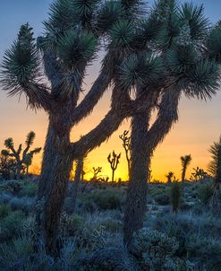 A Joshua Tree Sunrise