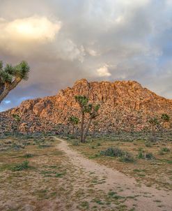 Desert Beauty 1