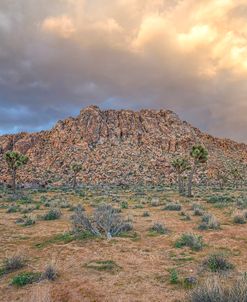 Desert Beauty 3