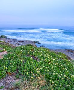 Flowers Above The Sea