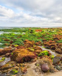 Sea Of Grass