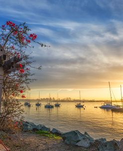 Bougainvillea Sunrise