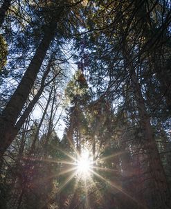 Burst Of Joy In The Forest