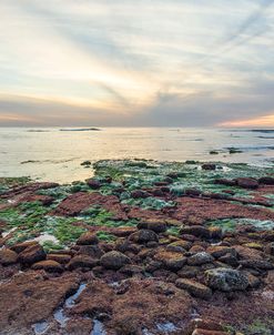 Colors Of The Reef