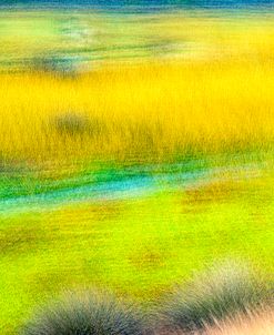 Reeds Along The River