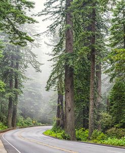 101 Through The Redwoods