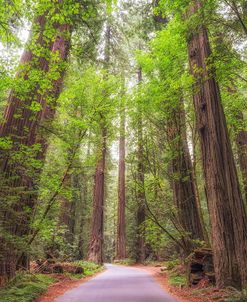 Into The Redwoods