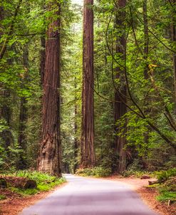 Road Through The Woods