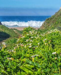 Calla Lily Valley