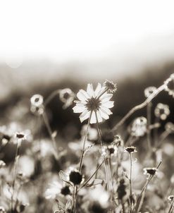 Wildflowers In Sepia