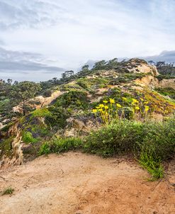 Yellow Beauties On The Cliff