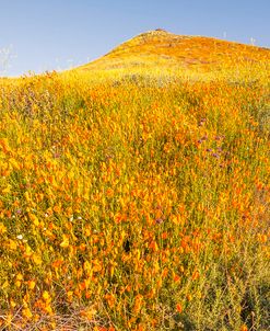 Orange And Yellow Joy