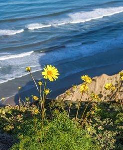 Yellow Joys Above La Jolla