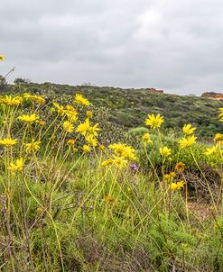 Yellow On A Gray Day