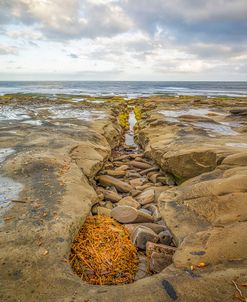 Kelp In The Horseshoe