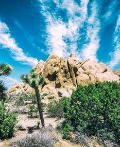 Bounty Of Nature Joshua Tree