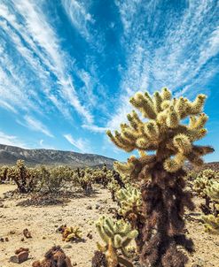 Cloud Streaks Above The Cholla