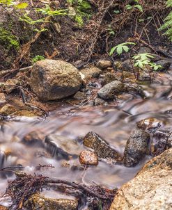 Delicate Creek