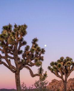 A Joshua Tree Silence