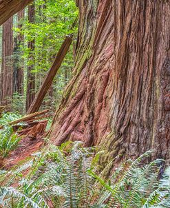 Ancient Beauty At Stout Grove