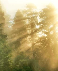 Heavenly Light On The Redwoods