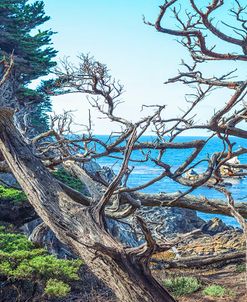 Do the Point Lobos Twist
