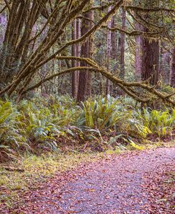 A Walk Through The Redwoods