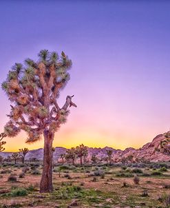 Joshua Tree Dusk Pastel